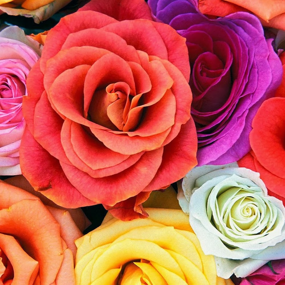 Meet your Posher, Rose